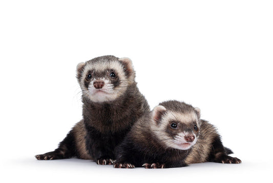 Caring for Your Ferrets: A Fun and Friendly Guide from the Team at Luke's Pet & Supply Co.