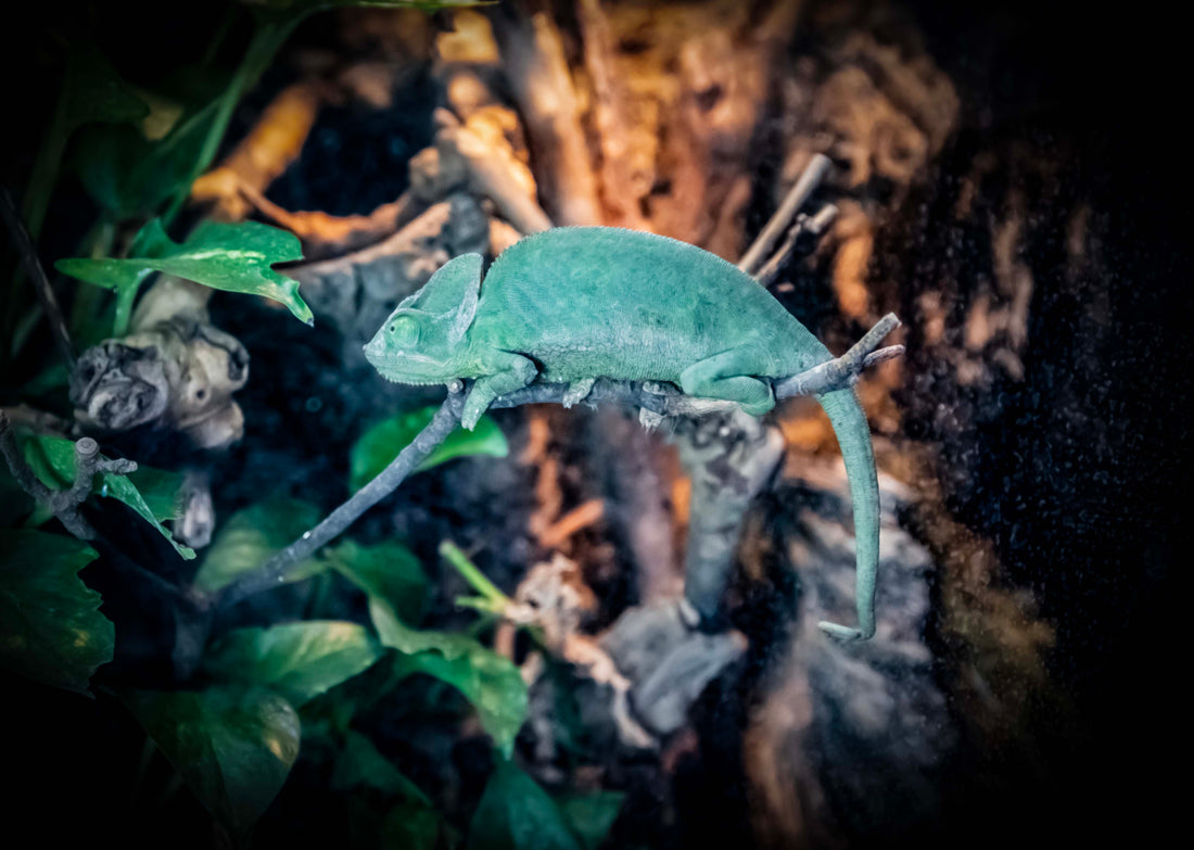 Exploring Reptiles, Amphibians & Invertebrates at Luke’s Pet & Supply Co.
