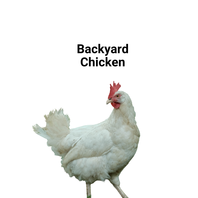 Backyard Chicken Care and Products